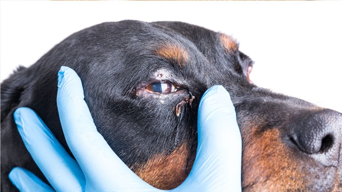 Hund Hat Rote Augen Und Ist Schlapp